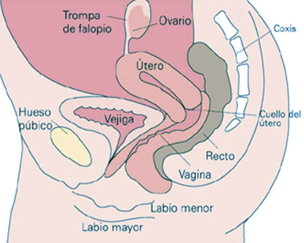 fisioterapia castellon